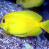 Acanthurus Olivaceus  : 10-12 cm